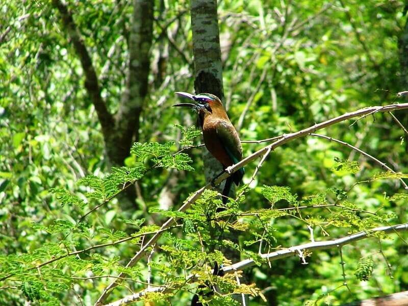 From Riviera Maya : Sian Ka'an Muyil Birdwatching with Guide - Who Is This Tour Best For?