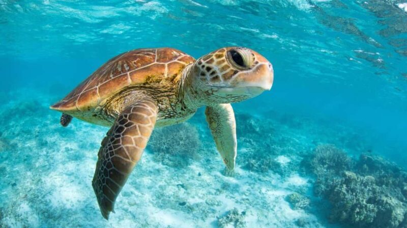 From Riviera Maya: Tulum, Cenote, & Akumal Turtle Swim Trip - The Complete Experience: A Deep Dive