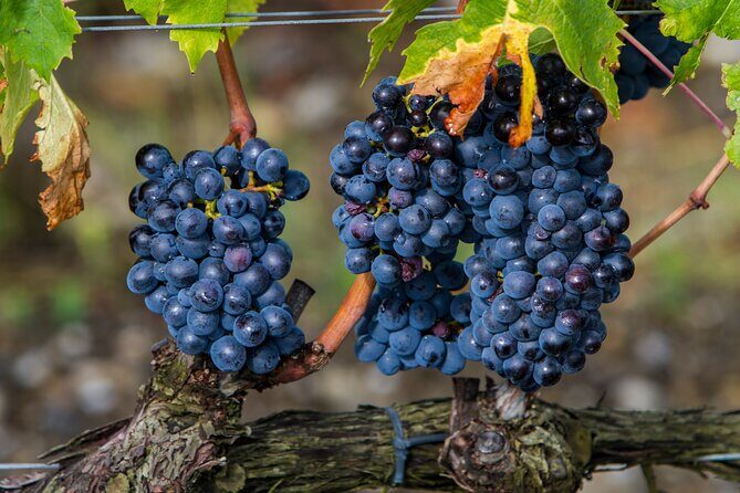 from Rome Montepulciano and Montalcino, the Wine Routes - Why This Tour Offers Great Value