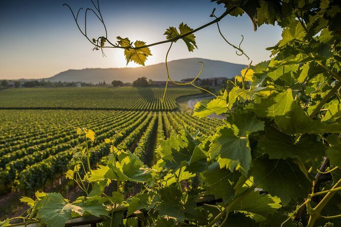 From Rome: Private Day-Tour of Tuscany - An In-Depth Look at the Tuscany Day Tour from Rome