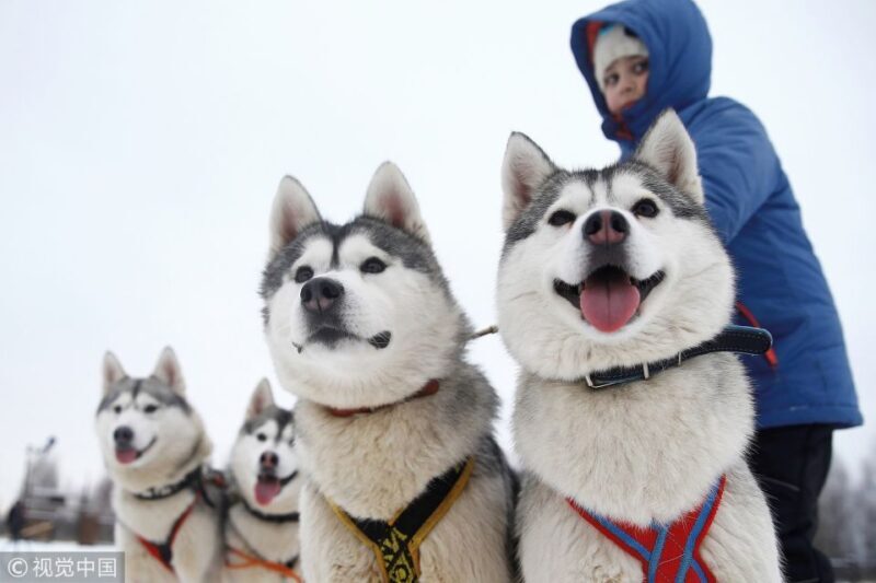 From Rovaniemi: 5km passenger Husky Sleigh Ride - Final Thoughts