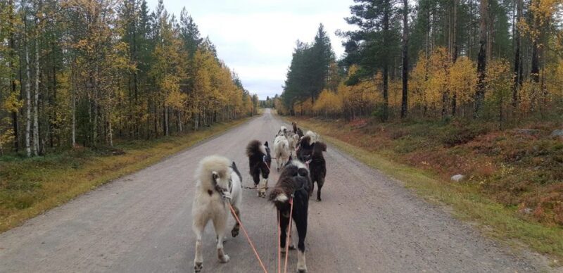 From Rovaniemi: Autumn Husky Safari Adventure - Exploring the Autumn Husky Safari Adventure in Rovaniemi