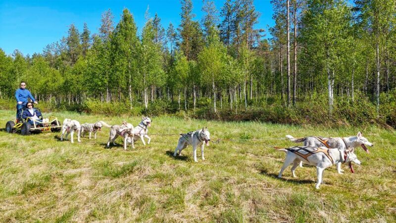 From Rovaniemi: Autumn Husky Safari Adventure - Who Will Love This Tour?