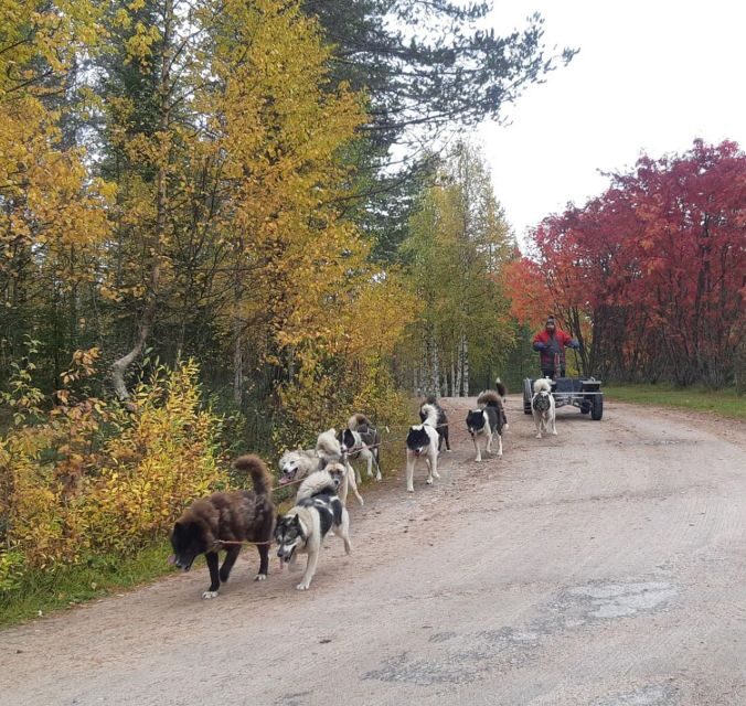 From Rovaniemi: Autumn Husky Safari Adventure - FAQ