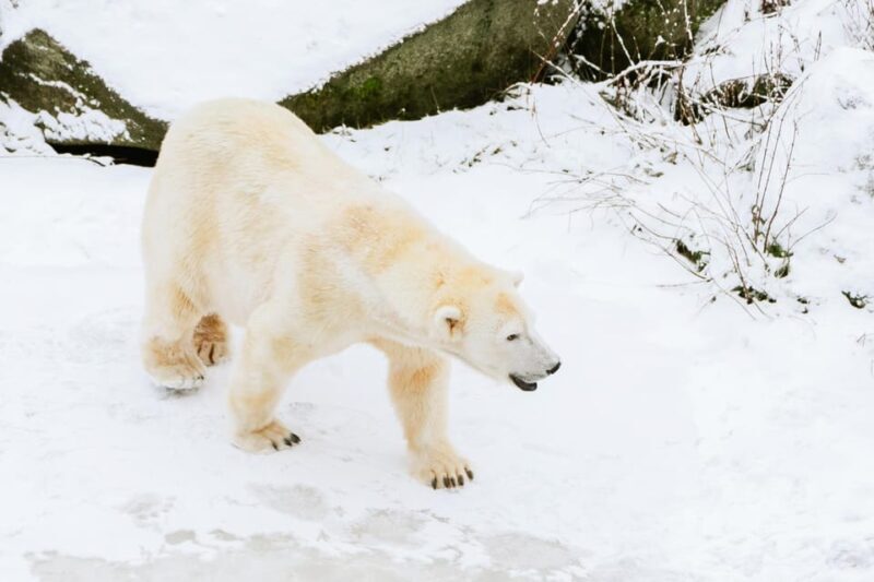 From Rovaniemi: Family Friendly Visit to Ranua Wildlife Park - An In-Depth Look at the Rovaniemi to Ranua Wildlife Park Tour