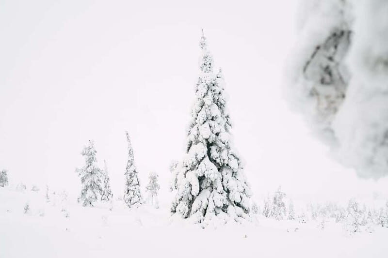 From Rovaniemi: Frozen Wonderland Riisitunturi Winter Hike - Key Points