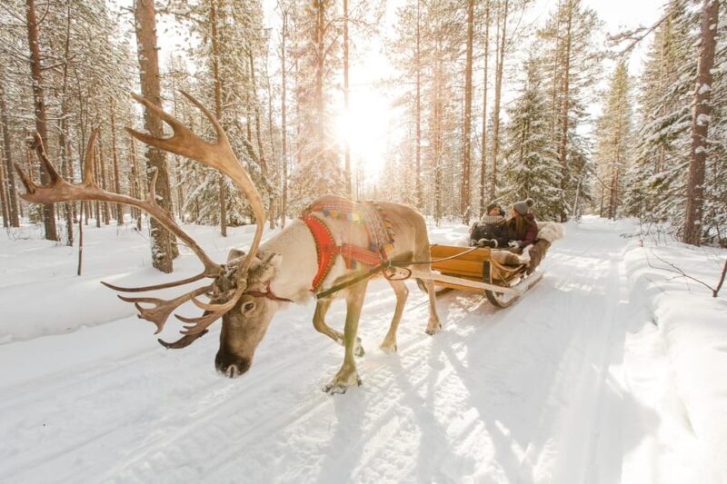 From Rovaniemi: Husky and Reindeer farm with sled ride - An In-Depth Look at the Rovaniemi Sledding Tour