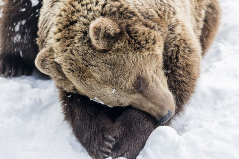 From Rovaniemi: Ranua Wildlife Park Experience - A Deep Dive into the Ranua Wildlife Park Experience