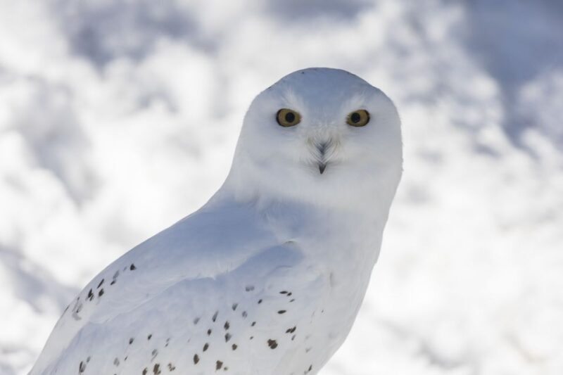 From Rovaniemi: Ranua Wildlife Park Experience - The Sum Up: Who Should Consider This Tour?