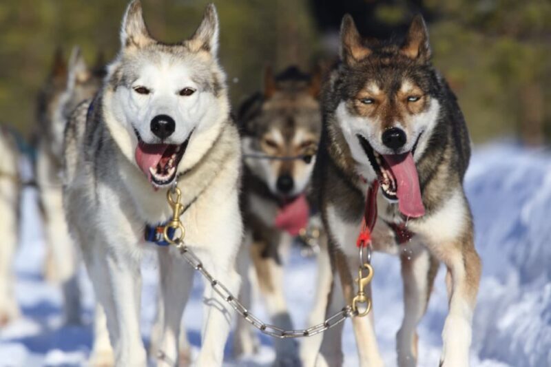 From Rovaniemi: Self-Driven 10km Husky Sled Ride - Exploring the Arctic Landscapes and Sledding