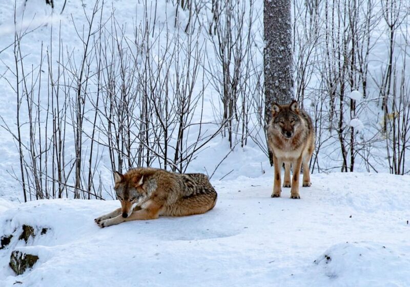 From Rovaniemi: Tour to Ranua Wildlife Park - Key Points