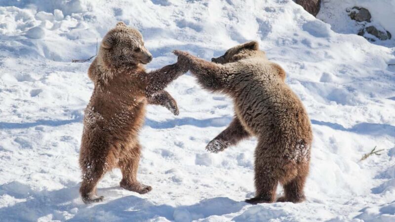 From Rovaniemi: Visit Wildlife Park in Ranua - The Itinerary Breakdown