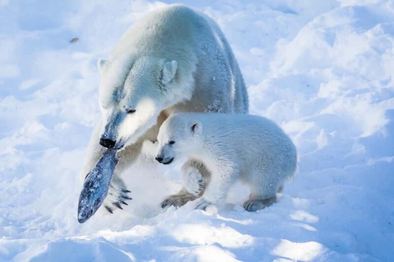 From Rovaniemi: Visit Wildlife Park in Ranua - What Could Be Better