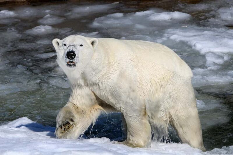 From Rovaniemi: Visit Wildlife Park in Ranua - Who Would Enjoy This Tour?