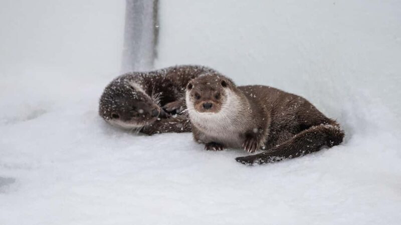 From Rovaniemi: Visit Wildlife Park in Ranua - Final Thoughts