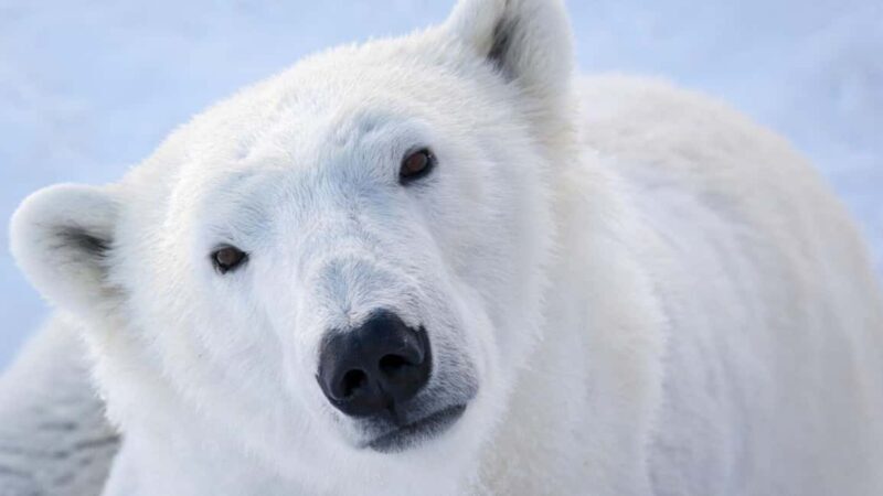 From Rovaniemi: Visit Wildlife Park in Ranua - FAQ