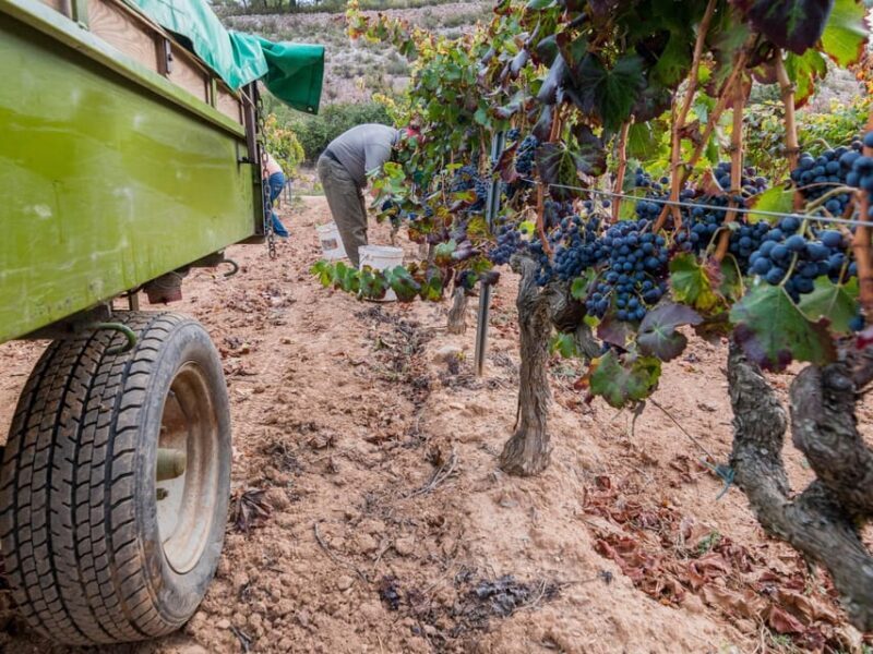 From Salou: Priorat olive trees and wine tour - From Salou: Priorat Olive Trees and Wine Tour – A Deep Dive into Catalonia’s Flavors
