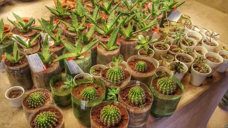 From Salta: Day Trip to Cachi and the Calchaquí Valleys - The Sum Up