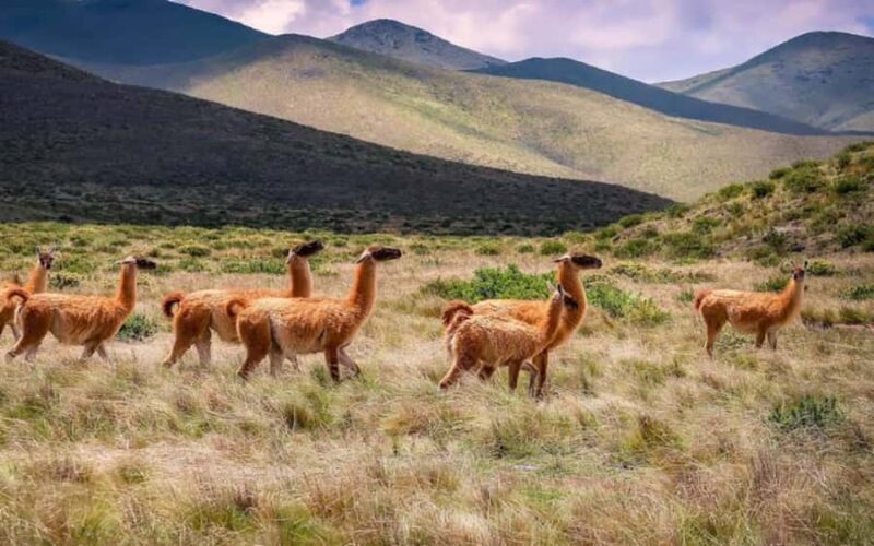 From Salta: Quebrada de Humahuaca, Purmamarca and Tilcara - Deep Dive into the Experience