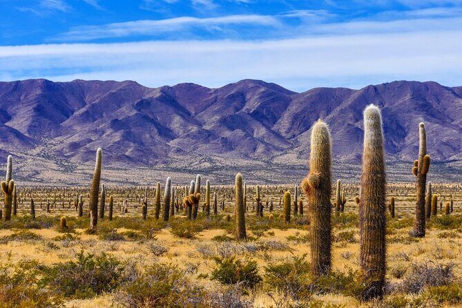 From Salta: Two Full-Day Excursions through Cafayate and Cachi - A Closer Look at the Itinerary