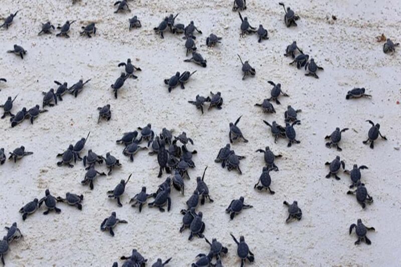 From Salvador: Praia do Forte & Guarajuba Beach Daytrip - Exploring Bahia’s North Coast: What to Expect from the Tour