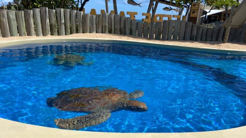 From Salvador: Praia do Forte & Guarajuba Beach Daytrip - FAQs