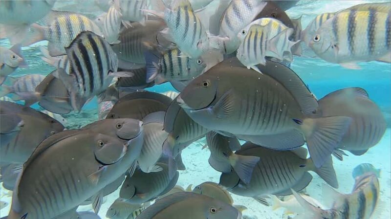 From San Andres: Cayo Acuario Tour - An In-Depth Look at the Experience