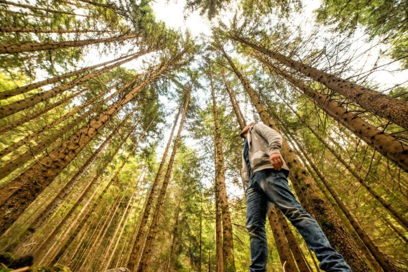 From San Francisco: Guided Muir Woods Excursion - Key Points