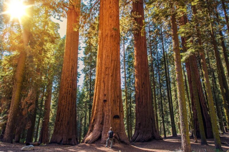 From San Francisco: Guided Muir Woods Excursion - A Deep Dive into the Experience