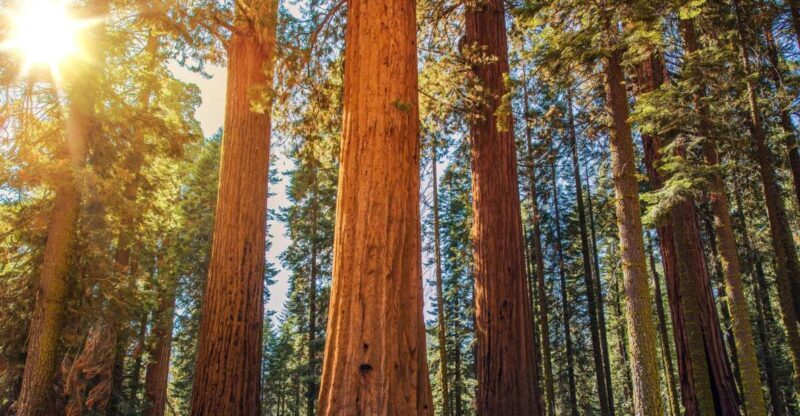 From San Francisco: Guided Muir Woods Excursion - Price and Value Analysis