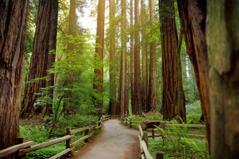 From San Francisco: Guided Muir Woods Excursion - The Experience in Detail