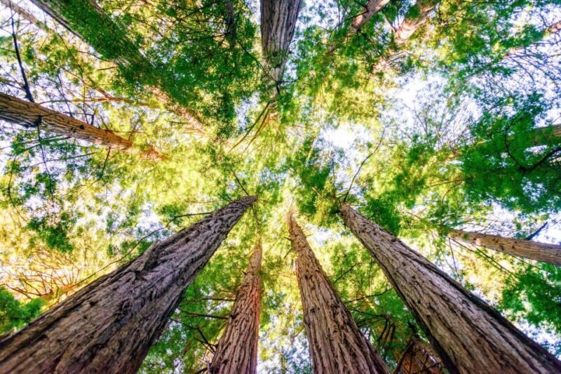 From San Francisco: Guided Muir Woods Excursion - Authentic Perspectives from Travelers