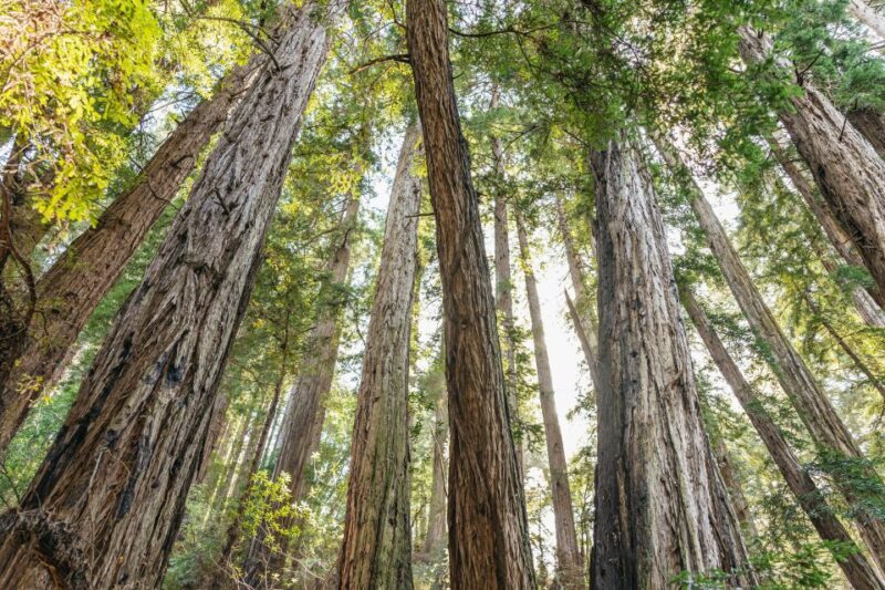 From San Francisco: Guided Muir Woods Tour - FAQs