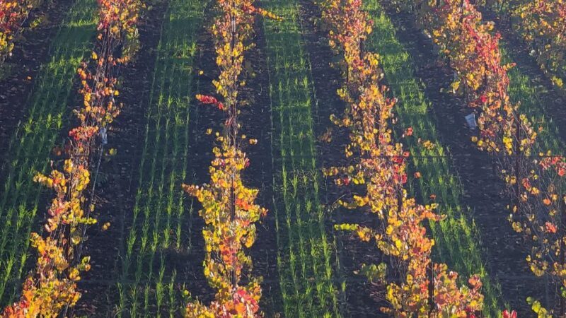 From San Francisco: Napa and Sonoma Private Wine Tour - The Value Proposition: Is It Worth It?