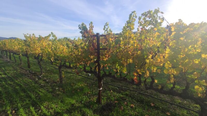 From San Francisco: Napa and Sonoma Private Wine Tour - Frequently Asked Questions