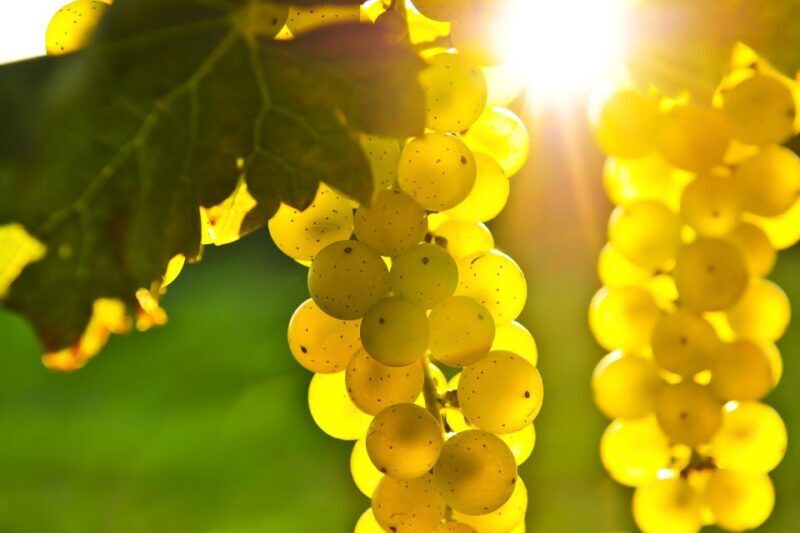 From San Francisco: Napa & Sonoma Valley Full-Day Wine Tour - Authentic Experiences and Genuine Feedback from Travelers