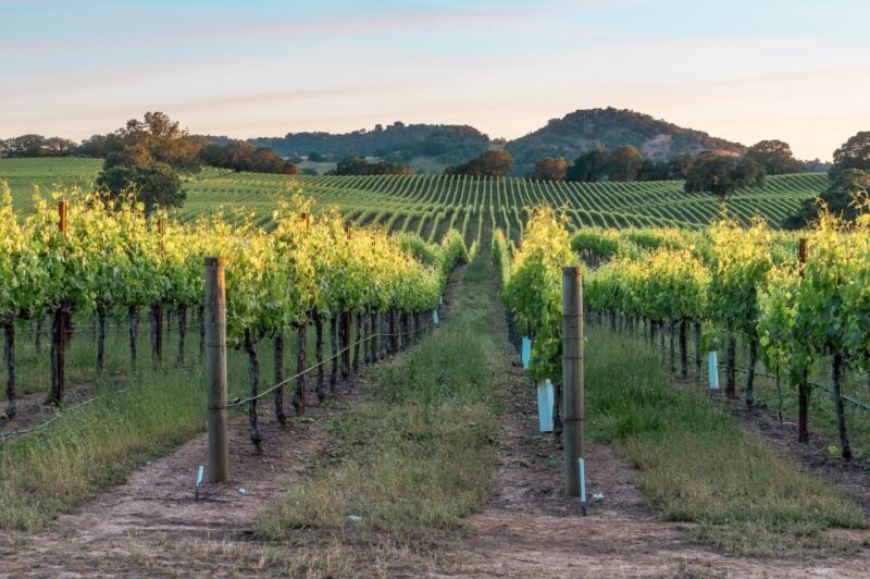 From San Francisco: Napa & Sonoma Valley Full-Day Wine Tour - Who’s This Tour Best For?