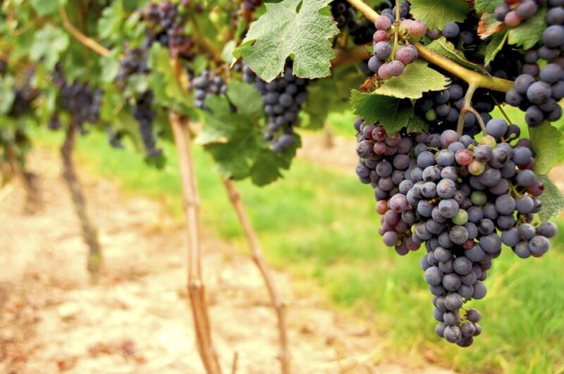 From San Francisco: Napa & Sonoma Valley Full-Day Wine Tour - The Sum Up