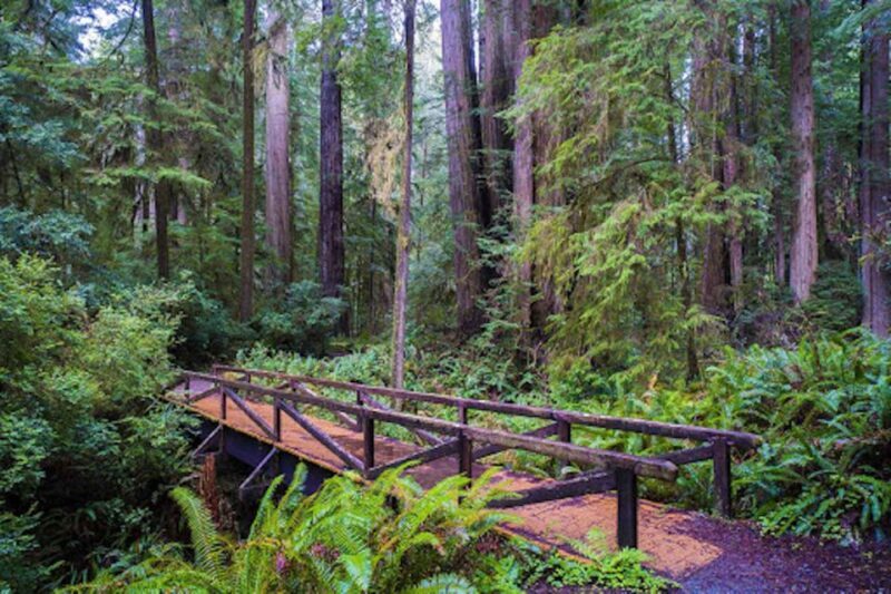 From San Francisco: Private Muir Woods and Napa Wine Tour - Final Thoughts