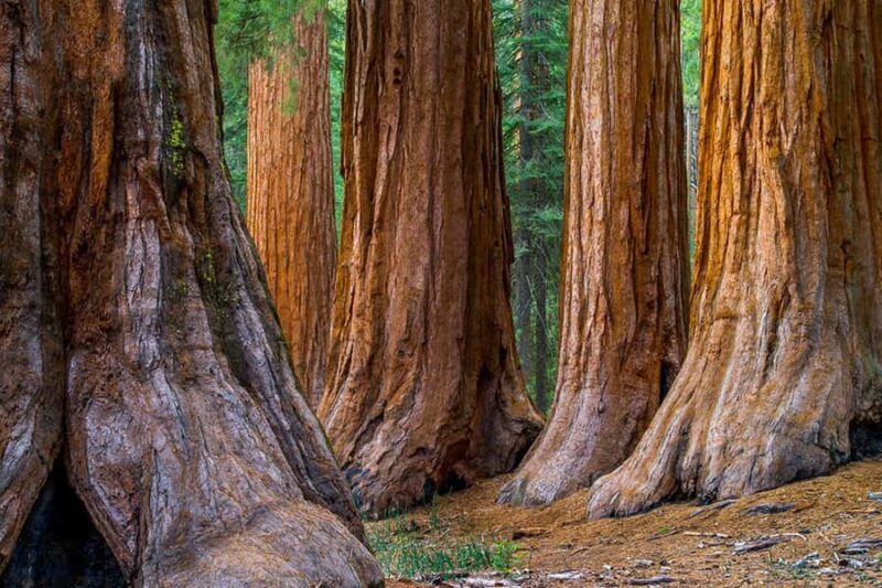 From San Francisco: Redwoods Tour and Gourmet Lunch and Wine - Exploring the Redwood Giants: Armstrong Woods