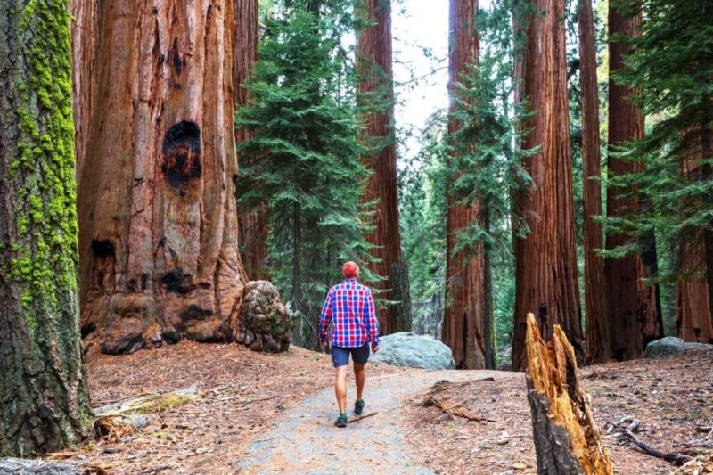 From San Francisco: Yosemite & Tahoe Sierras 4-Day Trip - Exploring California’s Sierra Mountains: Whats Included and What to Expect