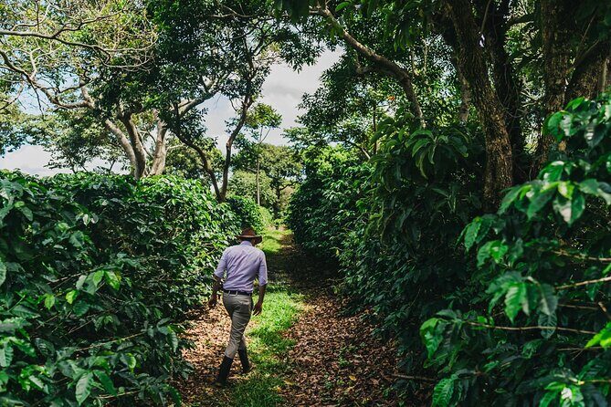 From San José: Poás Volcano Crater, Coffee Tour and Breakfast - Who Should Book This Tour?