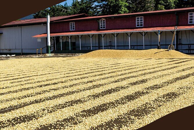 From San José: Poás Volcano Crater, Coffee Tour and Breakfast - Frequently Asked Questions