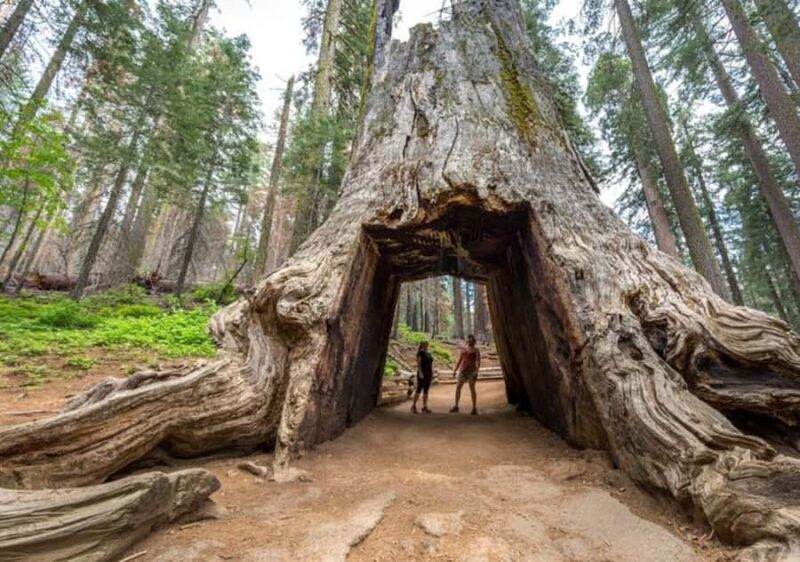 From San Jose:Enchanted Full Day Yosemite National Park Tour - What’s Included & Practical Details