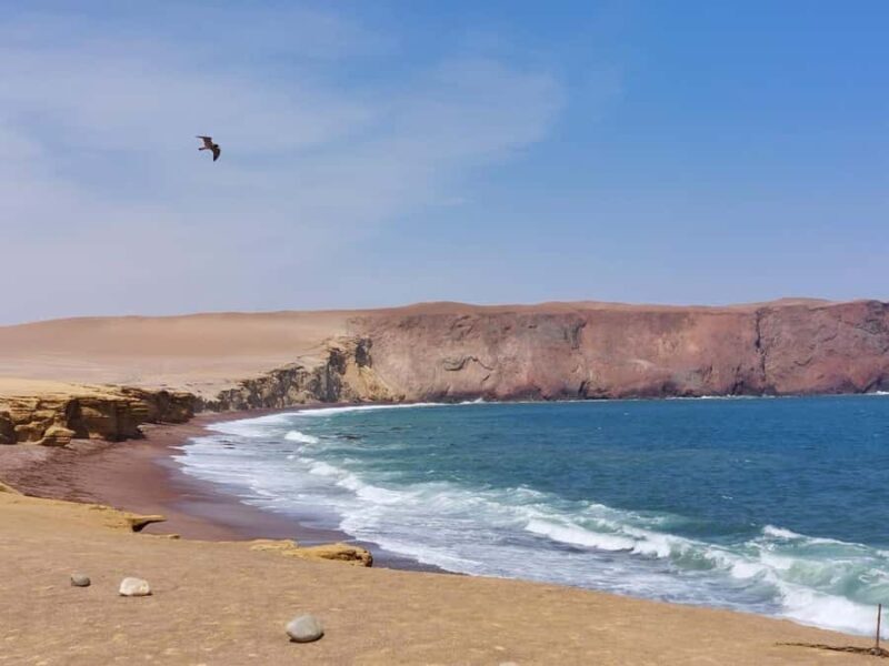From San Martin Port: Ballestas Island & Paracas Reserve - Final Thoughts