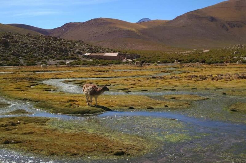 From San Pedro de Atacama: Geysers del Tatio Half-Day Tour - Who Should Consider This Tour?