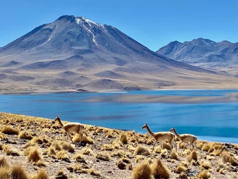 From San Pedro de Atacama: Lagoons and Piedras Reds - The Lagoons of Miscanti and Meñiques