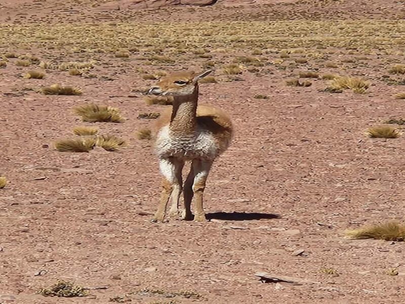 From San Pedro de Atacama: Lagoons and Piedras Reds - Potential Drawbacks