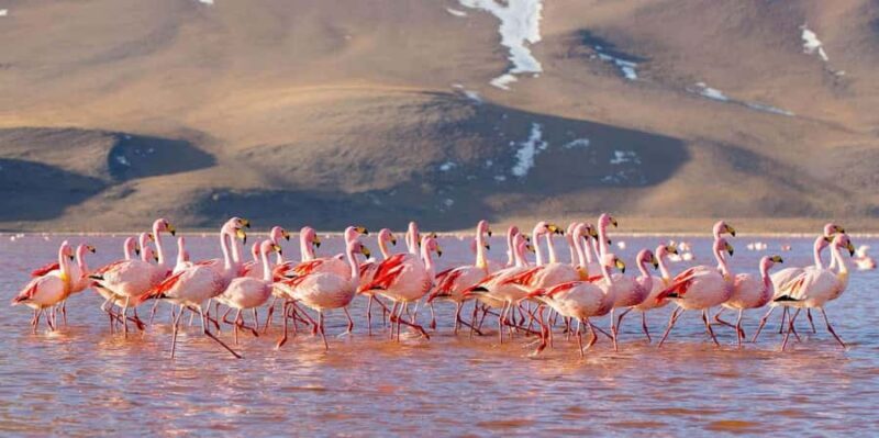 From San Pedro de Atacama: Uyuni Salt Flat 3-Days - From San Pedro de Atacama: Uyuni Salt Flat 3-Days – A Detailed Review