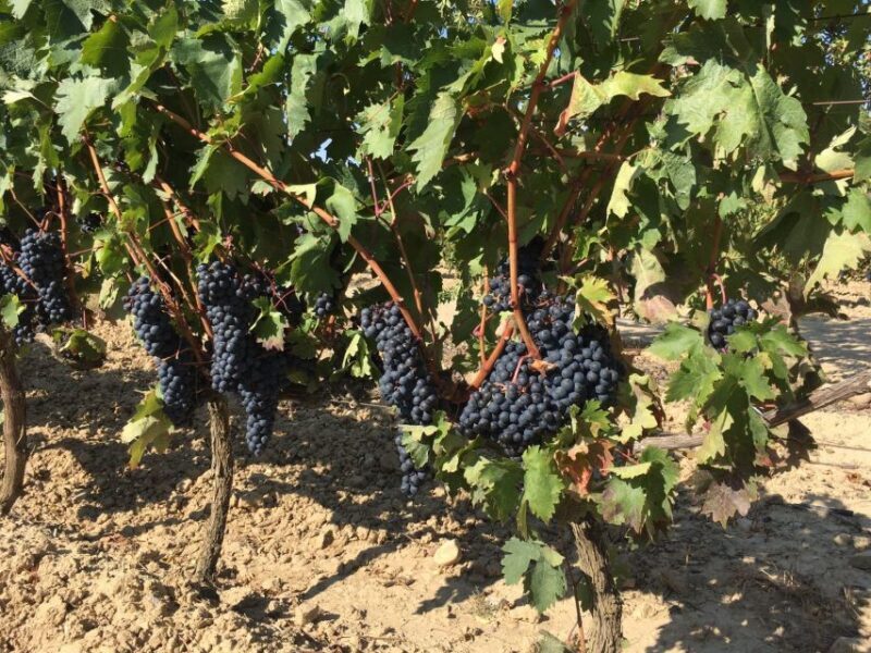 From San Sebastian/Bilbao/Vitoria: Rioja Wine Tour w/ Lunch - Exploring La Rioja Alavesa: The Heart of the Region